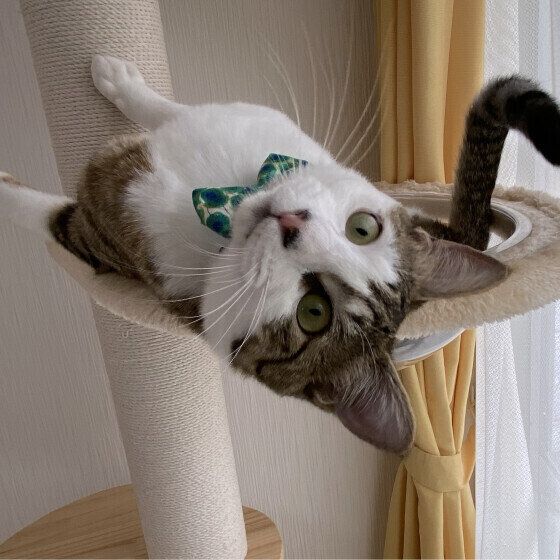 MIXのまるちゃん