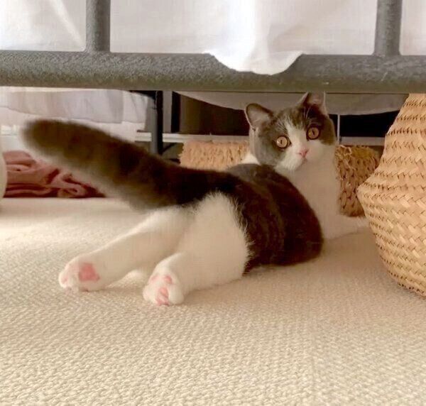 飼い主さんのことを見つめるおもちちゃん