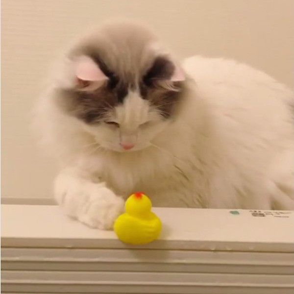 あひる隊長で遊ぶニャンコ