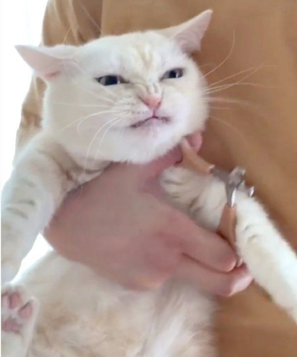 オコ顔をするマンチカン