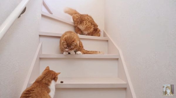 おやつが欲しい猫