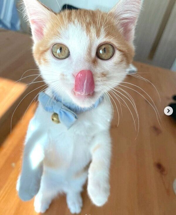 舌を出すSUNちゃん