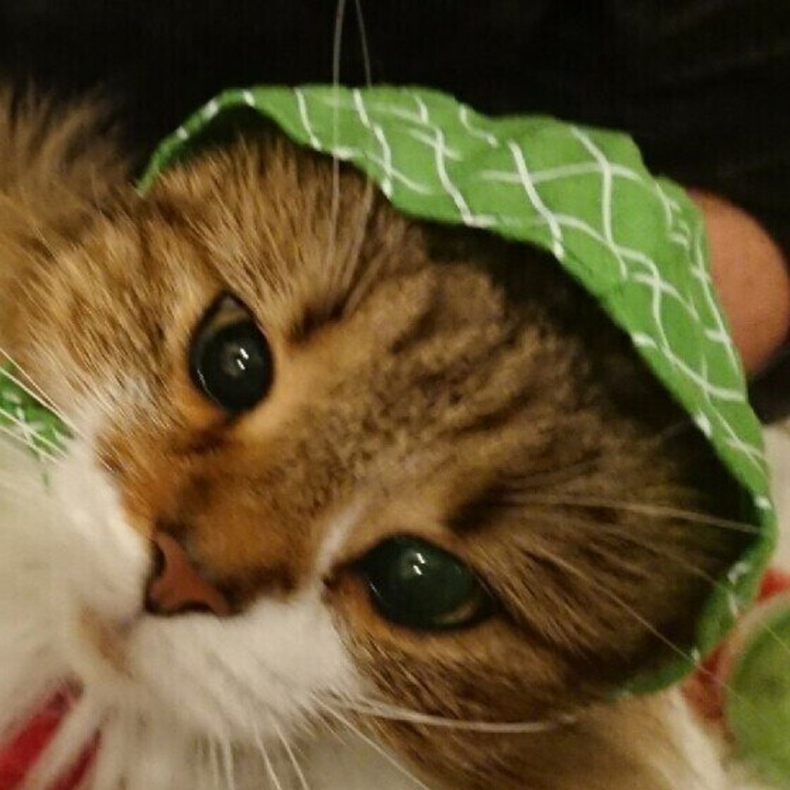 獣医師監修 猫にメロンを与えるときは注意が必要 与えるメリットとデメリットを解説 ねこのきもちweb Magazine 獣医師監修 猫にメロンを与えるときは注意が必要 与えるメリットとデメリットを解説 ねこのきもちweb Magazine