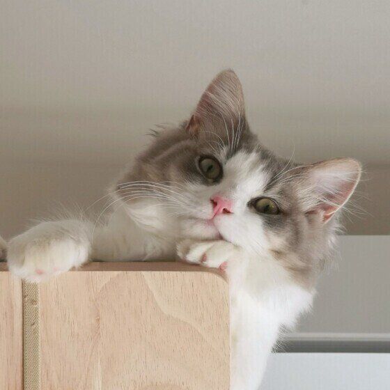 キャットタワーから見下ろすみゅうくん