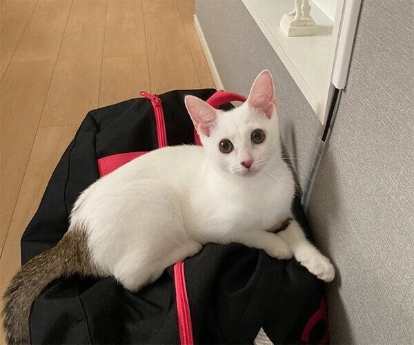 見つめるこまちちゃん