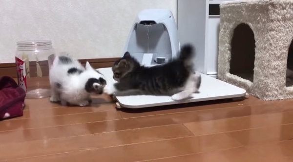 ケンカをする子猫