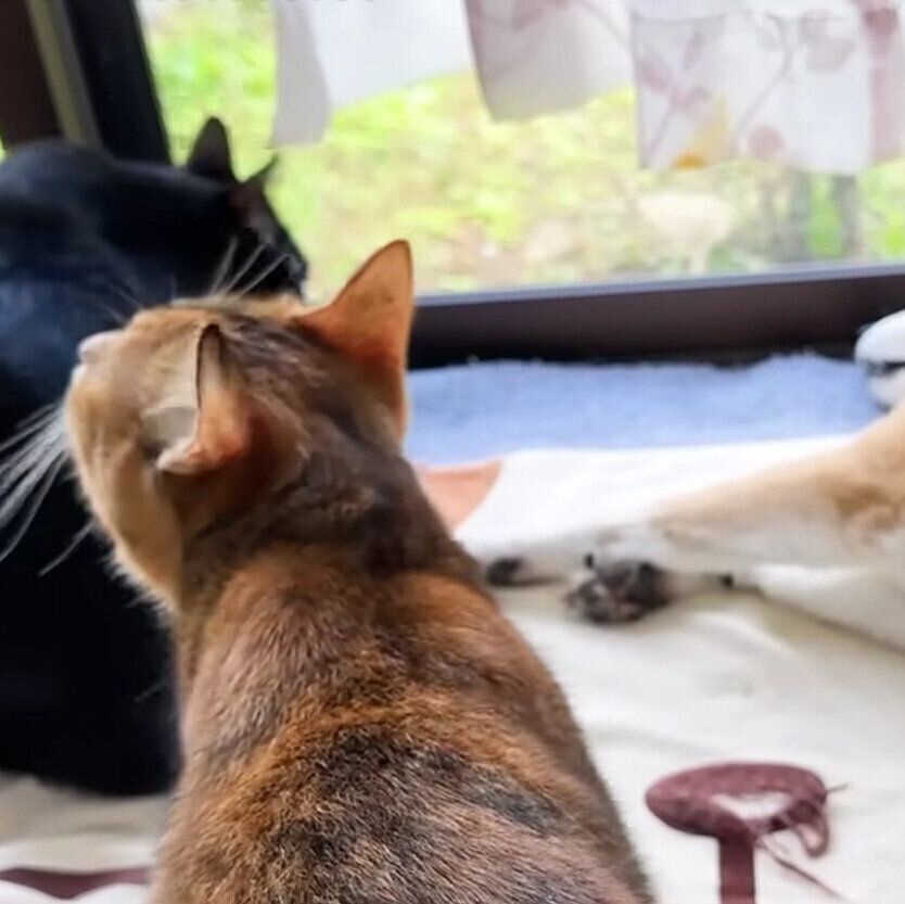 柴犬・リキの周りに集まるリサちゃんとリオくん