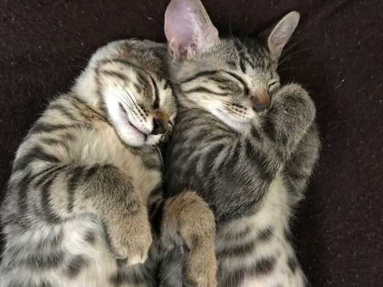 寄り添って眠るキジトラ