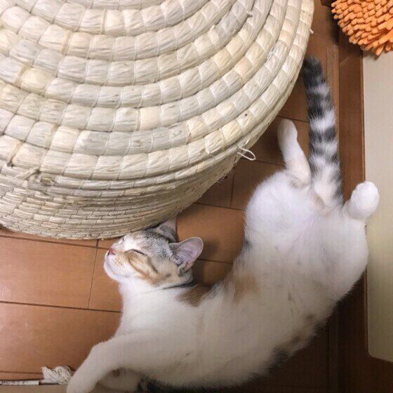 寝転がるスコティッシュフォールド