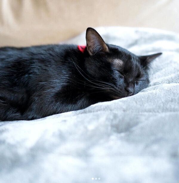 眠るココちゃん