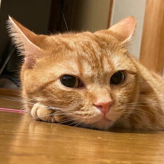 見つめるアメリカンショートヘア