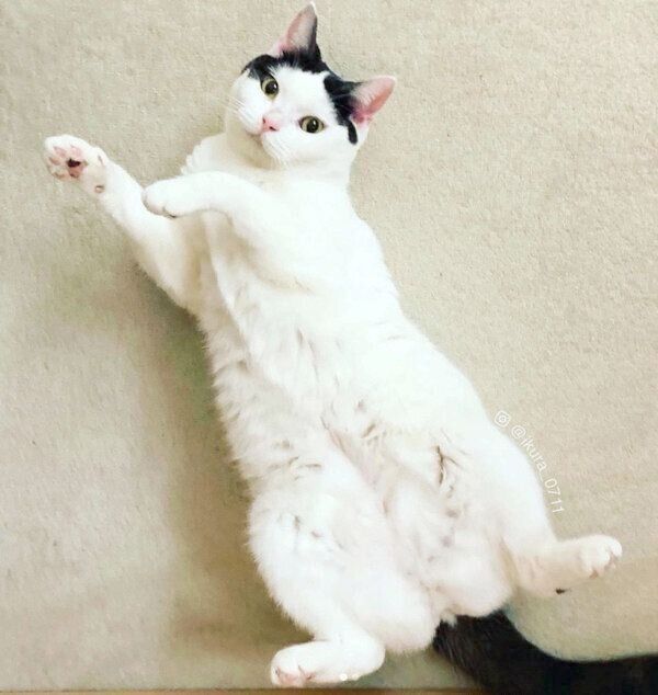 寝転がるいくらちゃん