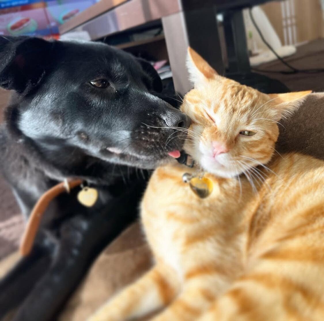 虎吉くんの顔をなめるはなちゃん。