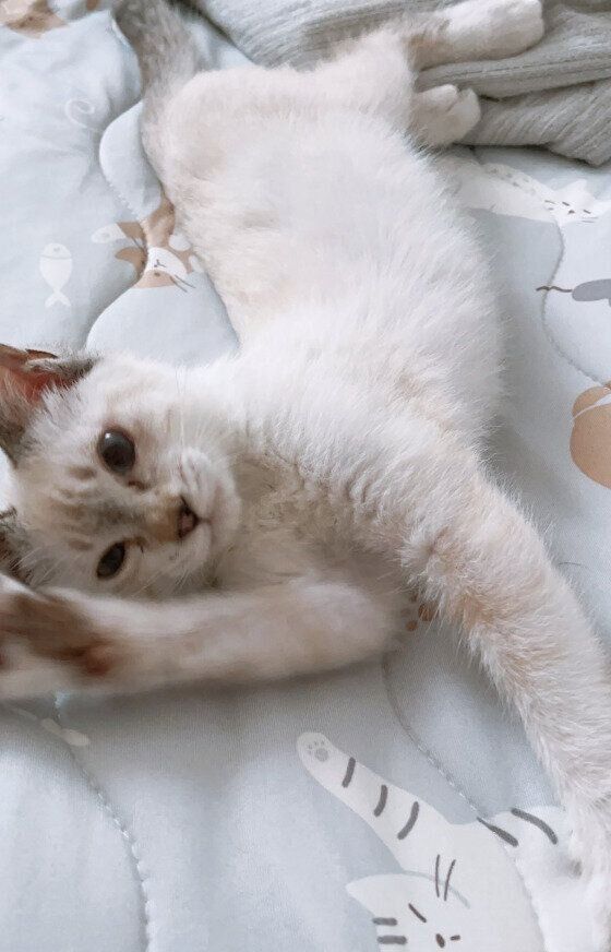 寝転んでいる生後約4カ月の子猫