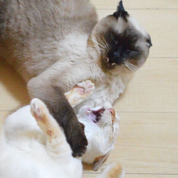 じゃれ合うテンくんとアルくん