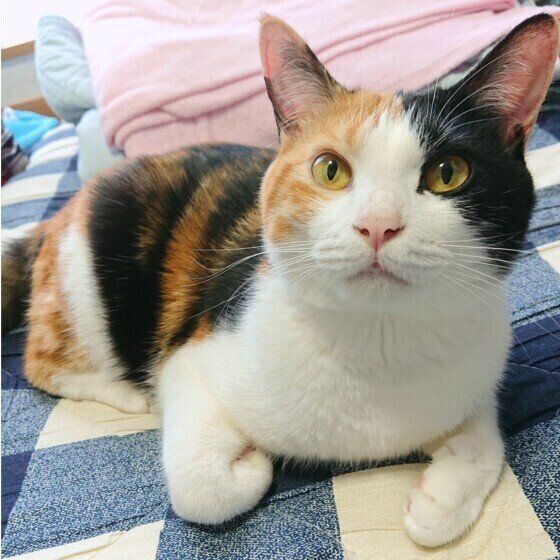 ミケのあやめちゃん