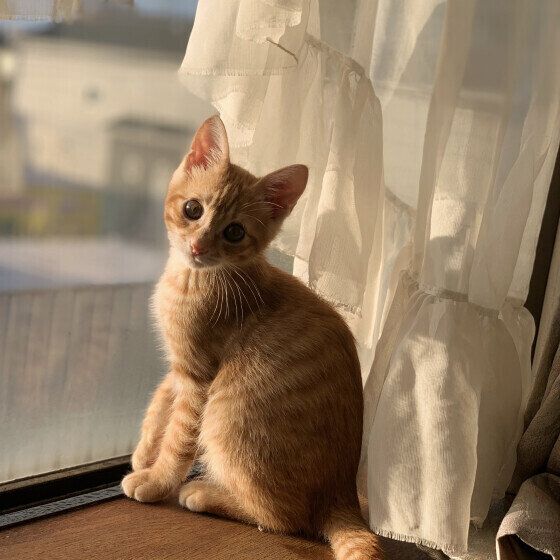 茶トラのとらのすけくん