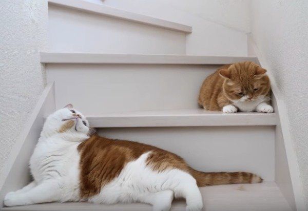 息子のしっぽで遊ぶパパ猫