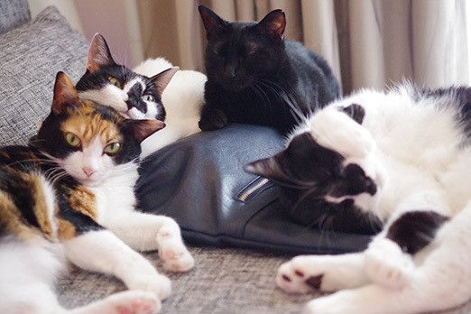 トーテムポールな猫たち