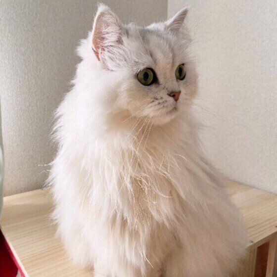 真っ白いペルシャ