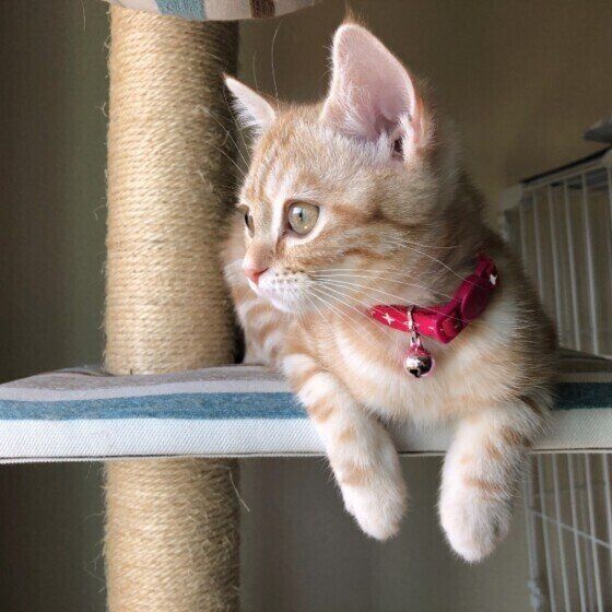 キャットタワーに登るアメリカンショートヘア