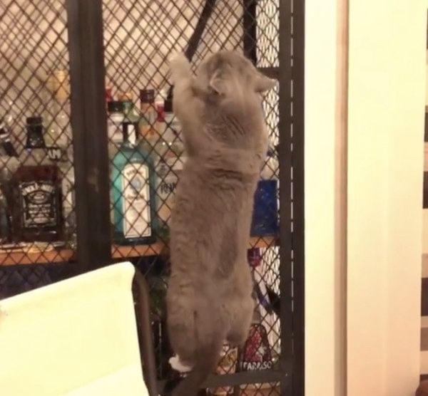 ボルダリングをする猫