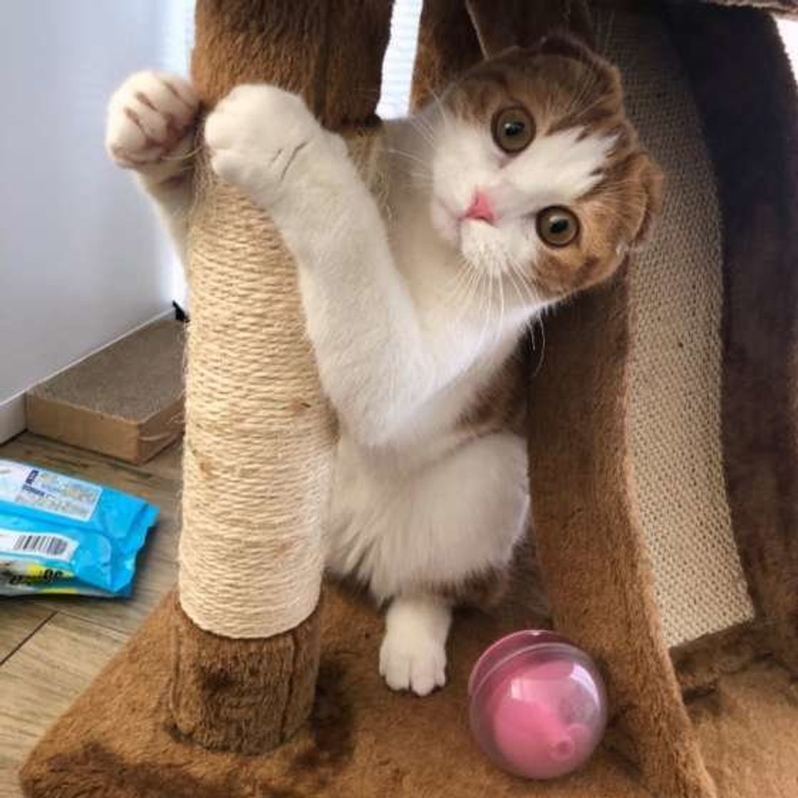 理由を知るともっと好きになる 猫が 首をかしげる ときの心理 ねこのきもちweb Magazine 理由を知るともっと好きになる 猫が 首をかしげる ときの心理 ねこのきもちweb Magazine