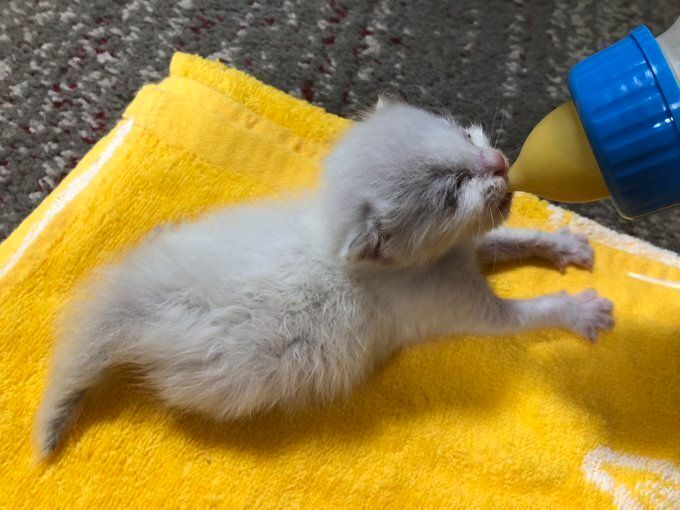 ミルクを飲む子猫