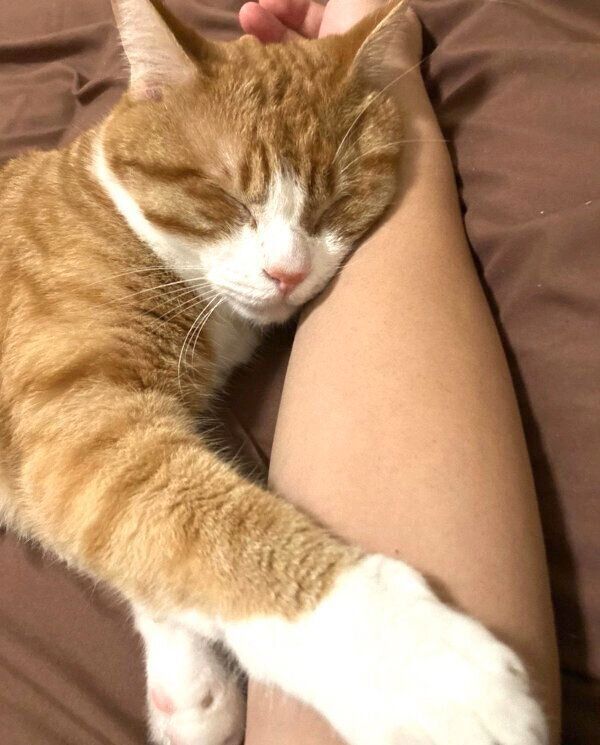 気持ちよさそうに眠るいなりくん