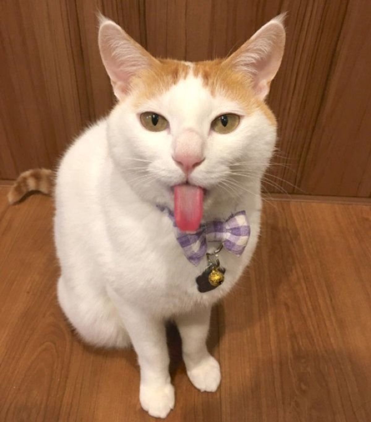 飼い主さんにゆっくり瞬きする猫 素敵な関係性に多くの反響の声が ねこのきもちweb Magazine 飼い主さんにゆっくり瞬きする猫 素敵な関係性に多くの反響の声が ねこのきもちweb Magazine
