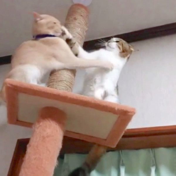 キャットタワーでバトルをする猫