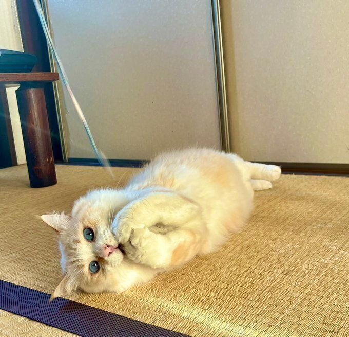 猫じゃらしで遊ぶいなりくん