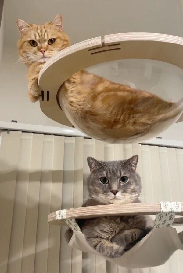 キャットタワーで遊ぶジュノちゃんとあぽろくん