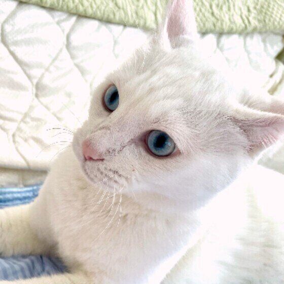 MIX白のソラちゃん