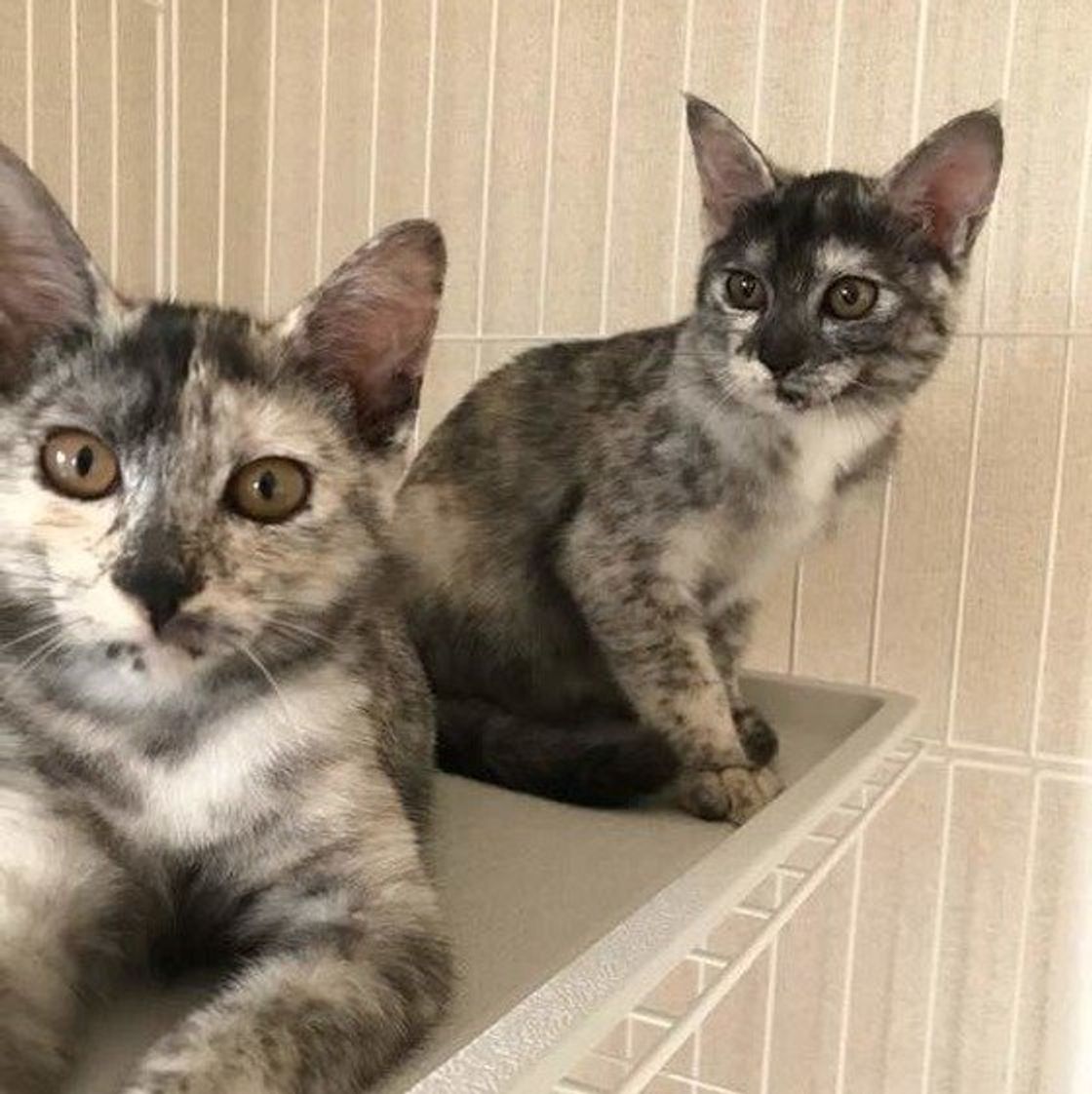遺伝子的には大半はメス猫 ミケ サビ 柄のヒミツ ねこのきもちweb Magazine 遺伝子的には大半はメス猫 ミケ サビ 柄のヒミツ ねこのきもちweb Magazine