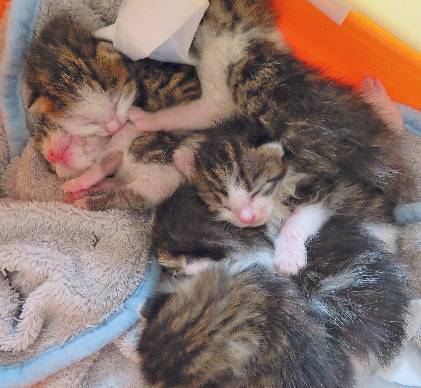 写真提供／NPO法人ねりまねこ