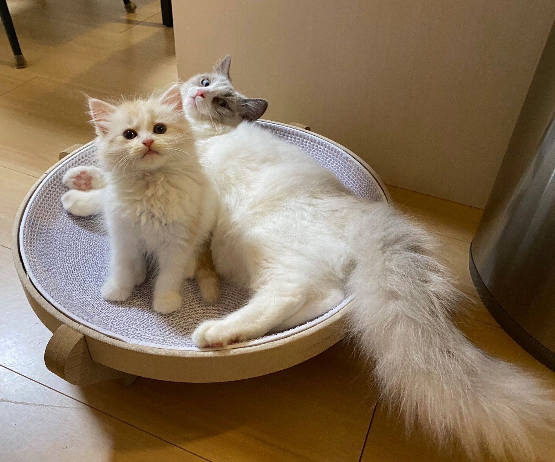 爪とぎボウルの中でくつろぐ睡蓮ちゃん、もなかくん