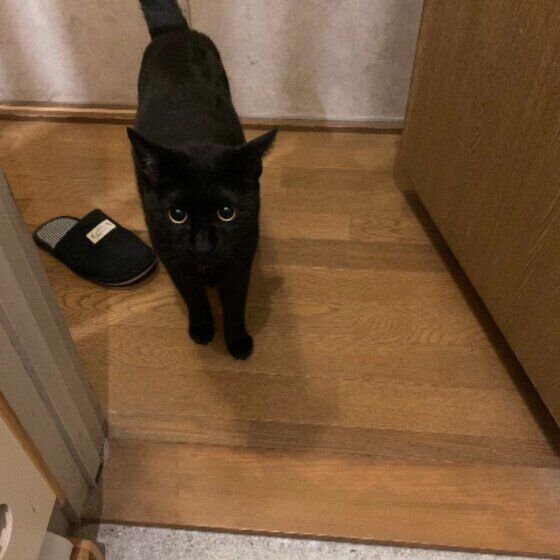 黒猫のフォルテちゃん