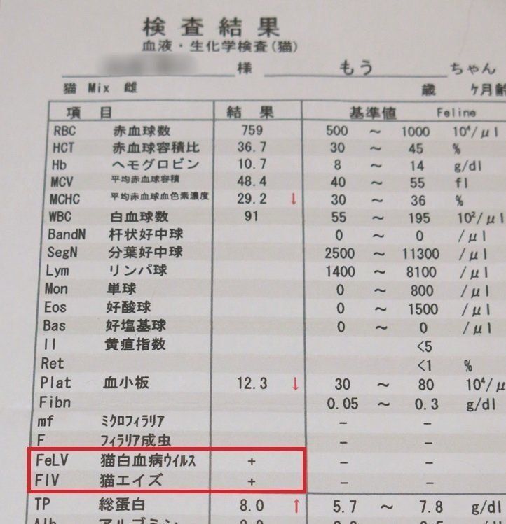 画像／ねこのきもち2019年10月号『猫の病気、そこが知りたい！』