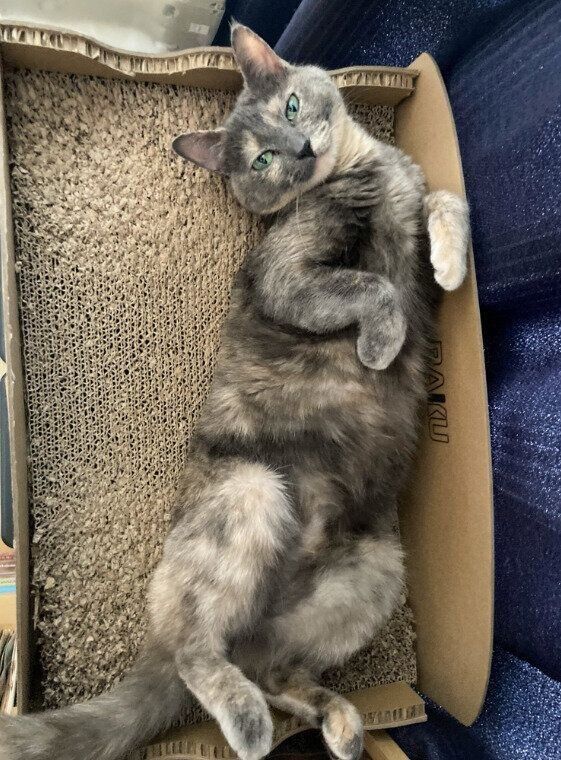 仰向けになってくつろぐ猫