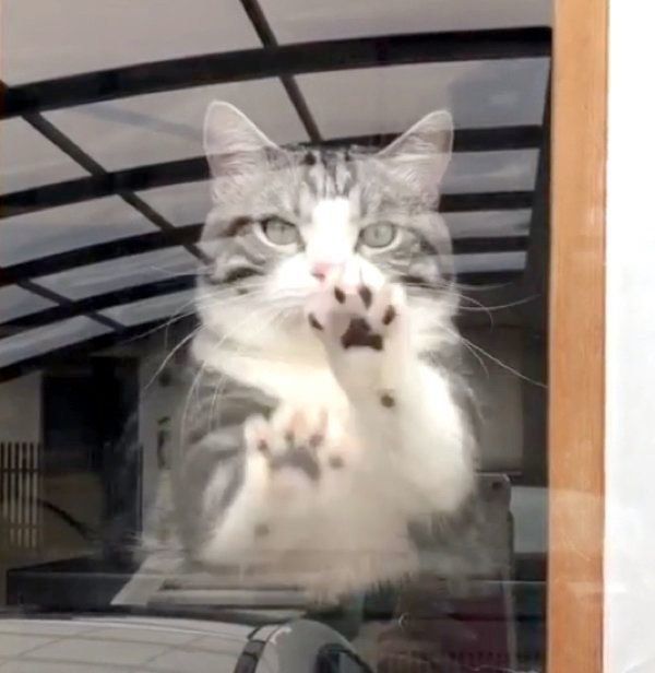 窓ガラスごしのマンチカン