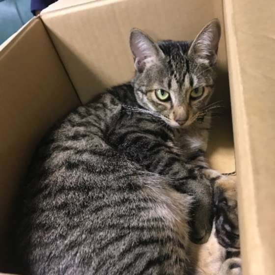 箱の中に入るキジトラ