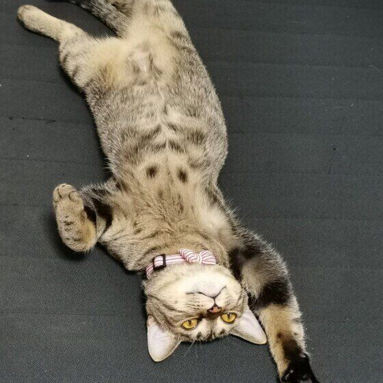 ヘソ天するキジトラ