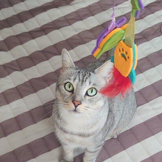 サバトラ猫のにゃん太くん