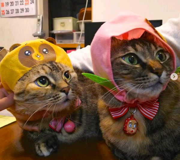 かぶりものをかぶる猫