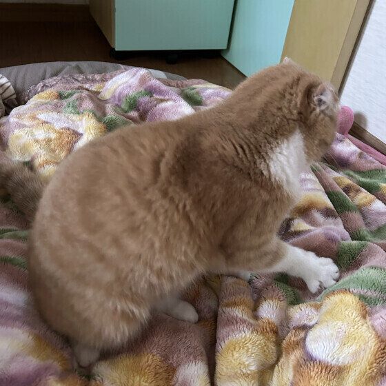 ふみふみする猫