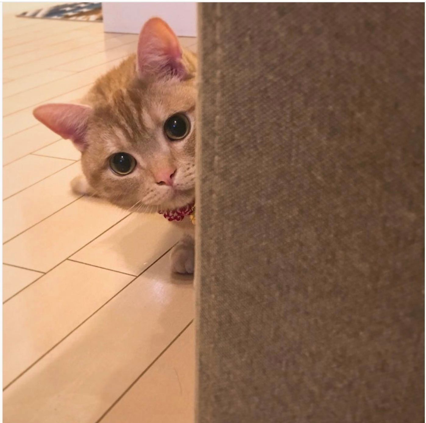 Tvやcmで話題の ひょっこりはん が飼い猫の間でも大流行 ねこのきもちweb Magazine Tvやcmで話題の ひょっこりはん が飼い猫の間でも大流行 ねこのきもちweb Magazine