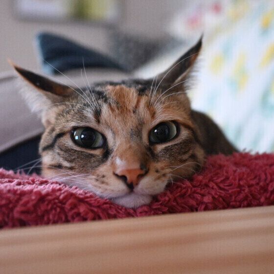 MIX茶トラのいせちゃん