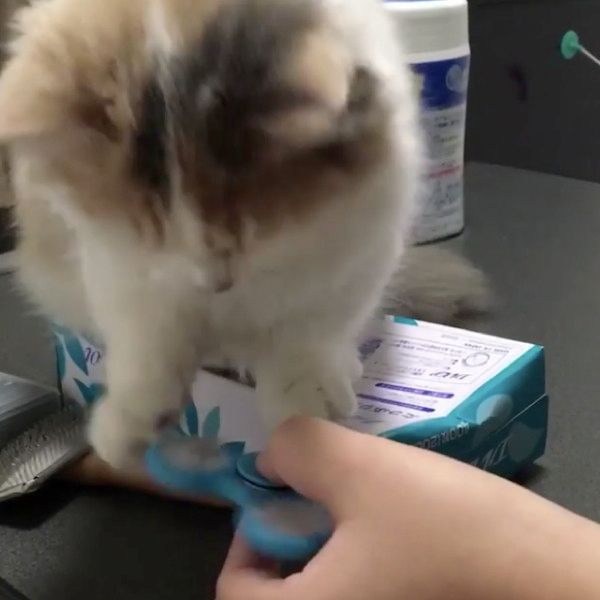 ハンドスピナーを回す猫