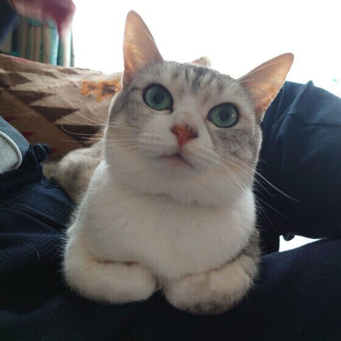 猫が人や物にちょこんと乗る理由がとても健気だった ねこのきもちweb Magazine 猫が人や物にちょこんと乗る理由がとても健気だった ねこのきもちweb Magazine
